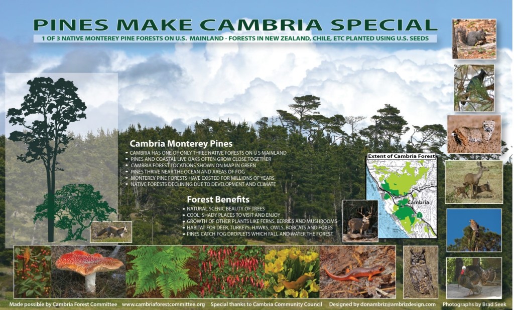 Cambria Pine Forest Sign