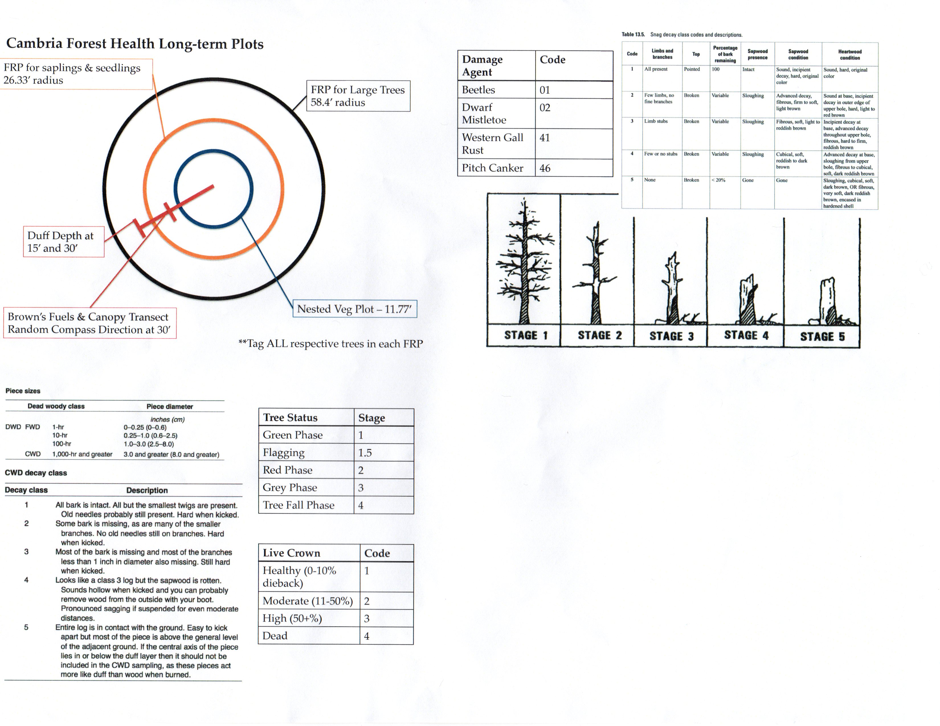 Tree Canopy Size Chart