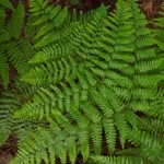 Bracken-Fern-150x150.jpg Bracken-Fern-150x150.jpg