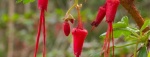 Fuscia-flowered-Gooseberry-521x198.jpg Fuscia-flowered-Gooseberry-521x198.jpg