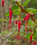 Fuscia-flowered-Gooseberry.jpg Fuscia-flowered-Gooseberry.jpg