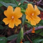 Monkey-Flower-150x150.jpg