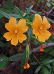 Monkey-Flower-222x300.jpg Monkey-Flower-222x300.jpg