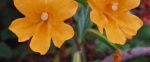 Monkey-Flower-474x198.jpg Monkey-Flower-474x198.jpg