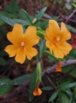 Monkey-Flower.jpg Monkey-Flower.jpg