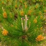 Monterey-Pine-with-1st-and-2nd-year-female-cones-surrounded-by-male-cones-150x150.jpg