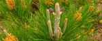 Monterey-Pine-with-1st-and-2nd-year-female-cones-surrounded-by-male-cones-480x198.jpg