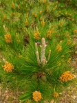 Monterey-Pine-with-1st-and-2nd-year-female-cones-surrounded-by-male-cones.jpg