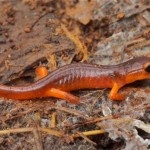 Monterey-Salamander-150x150.jpg