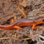 Monterey-Salamander-150x150.jpg