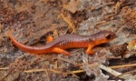 Monterey-Salamander-300x179.jpg