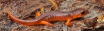 Monterey-Salamander-640x198.jpg Monterey-Salamander-640x198.jpg