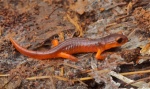 Monterey-Salamander.jpg Monterey-Salamander.jpg