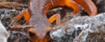 Monterey-SalamanderEnsatina-483x198.jpg Monterey-SalamanderEnsatina-483x198.jpg