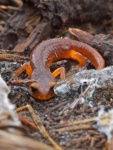 Monterey-SalamanderEnsatina.jpg