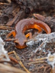 Monterey-SalamanderEnsatina.jpg Monterey-SalamanderEnsatina.jpg