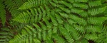 Bracken-Fern-480x198.jpg