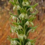 Rein-Orchid-150x150.jpg Rein-Orchid-150x150.jpg