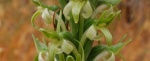 Rein-Orchid-486x198.jpg Rein-Orchid-486x198.jpg