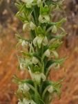 Rein-Orchid.jpg