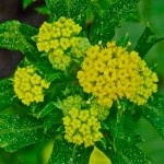 Sanicle-150x150.jpg Sanicle-150x150.jpg