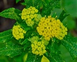 Sanicle-300x243.jpg Sanicle-300x243.jpg