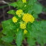 Sanicle2-150x150.jpg Sanicle2-150x150.jpg