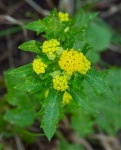Sanicle2-243x300.jpg Sanicle2-243x300.jpg