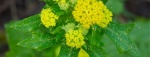 Sanicle2-520x198.jpg Sanicle2-520x198.jpg