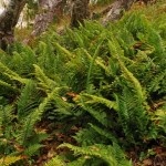 Coastal-Wood-fern-150x150.jpg Coastal-Wood-fern-150x150.jpg
