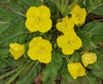 Sun-Cups-300x247.jpg Sun-Cups-300x247.jpg