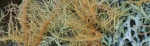 UsneaLichen-640x198.jpg UsneaLichen-640x198.jpg
