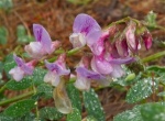Vetch-300x221.jpg Vetch-300x221.jpg