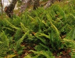 Coastal-Wood-fern-300x232.jpg Coastal-Wood-fern-300x232.jpg