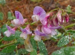 Vetch.jpg Vetch.jpg