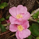 Wild-Rose-150x150.jpg Wild-Rose-150x150.jpg