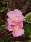 Wild-Rose-225x300.jpg