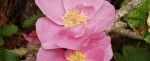 Wild-Rose-480x198.jpg