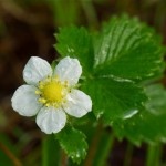 Wild-Strawberry1-150x150.jpg Wild-Strawberry1-150x150.jpg