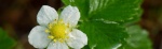 Wild-Strawberry1-640x198.jpg