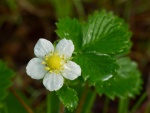 Wild-Strawberry1.jpg Wild-Strawberry1.jpg