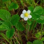 Wild-Strawberry2-150x150.jpg