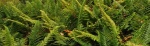Coastal-Wood-fern-640x198.jpg Coastal-Wood-fern-640x198.jpg