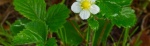 Wild-Strawberry2-640x198.jpg Wild-Strawberry2-640x198.jpg