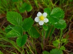 Wild-Strawberry2.jpg Wild-Strawberry2.jpg