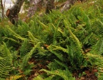 Coastal-Wood-fern.jpg Coastal-Wood-fern.jpg