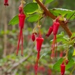 Fuscia-flowered-Gooseberry-150x150.jpg Fuscia-flowered-Gooseberry-150x150.jpg