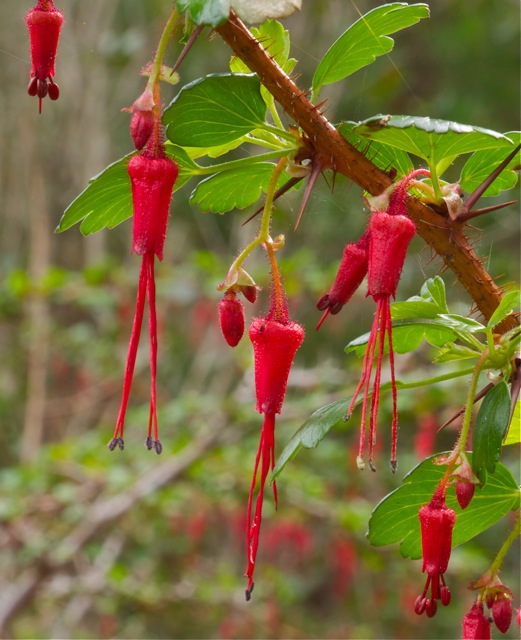 Fuscia-flo...
