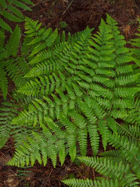 Bracken-Fe...