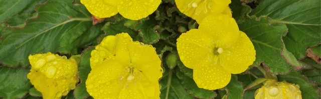 Sun-Cups-6...
